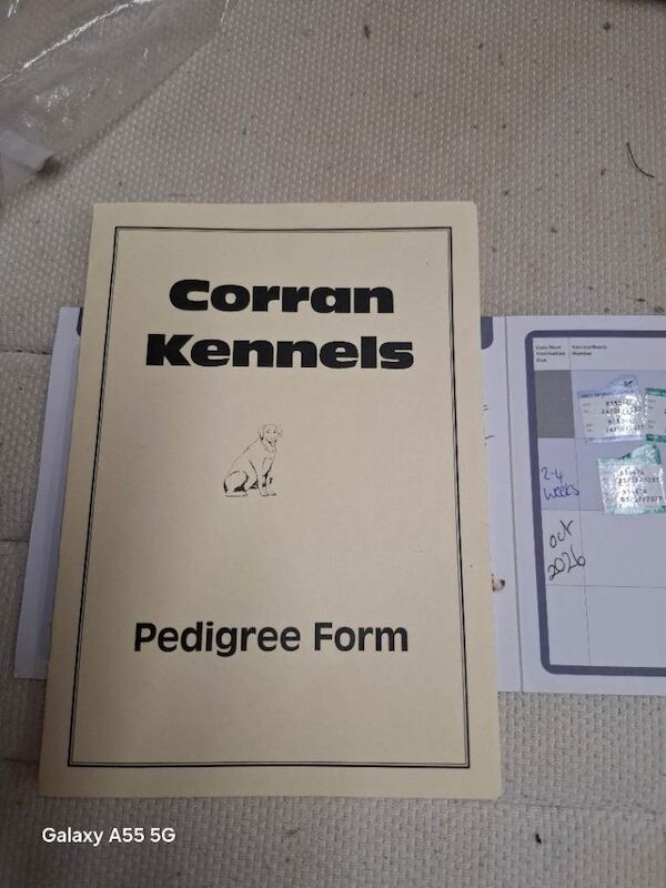 Puppy cooker spaneil - Image 3 of 4