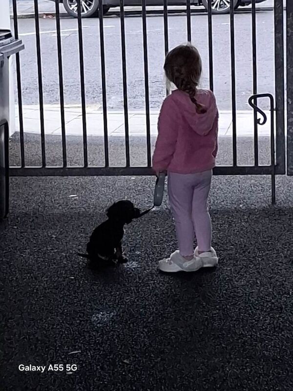 Puppy cooker spaneil - Image 4 of 4