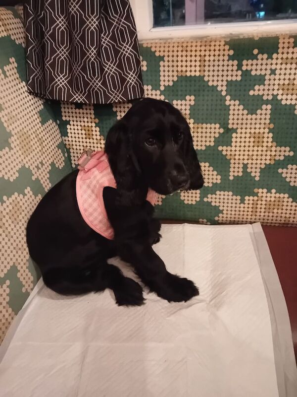 Cocker Spaniel puppies for sale in Long Eaton, Derbyshire – 3 months old