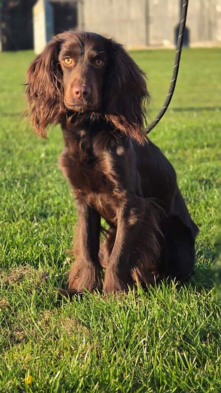 Puppy needing new home
