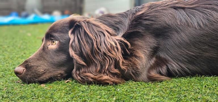 Puppy needing new home - Image 2 of 4