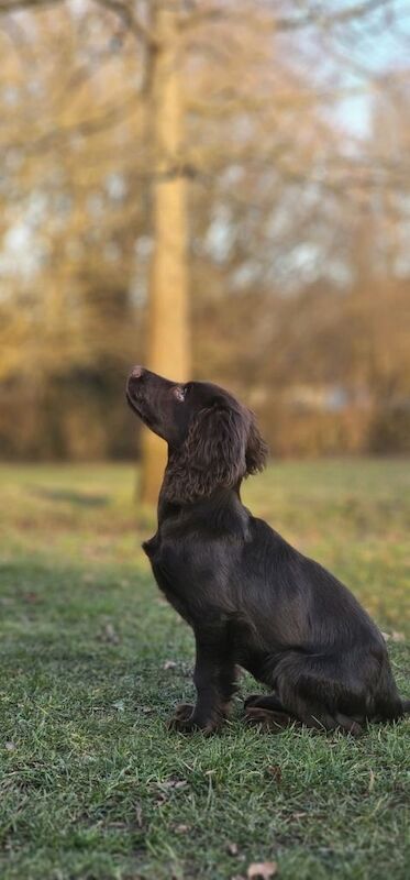 Puppy needing new home - Image 3 of 4