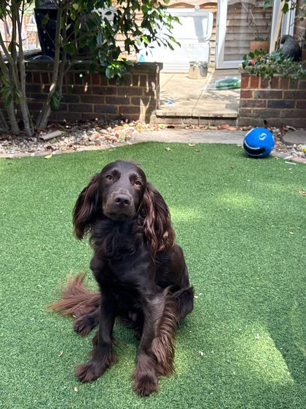 Puppy needing new home - Image 4 of 4