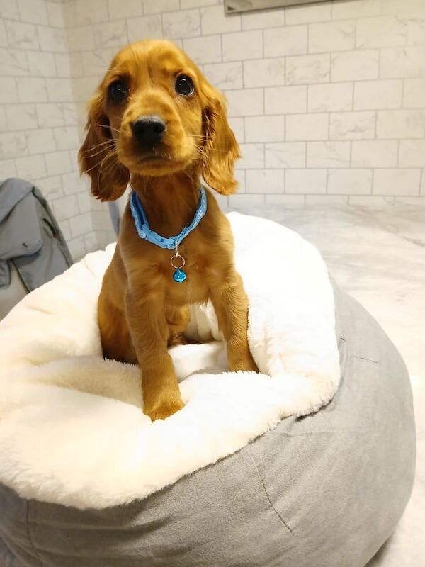 Cocker Spaniel puppies for sale in Magherafelt, County Londonderry – 10 weeks old