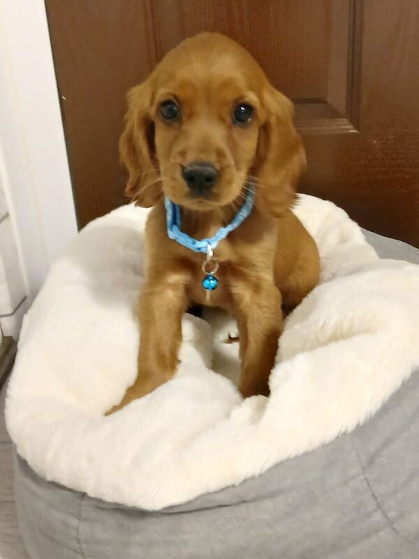 Cocker Spaniel puppies for sale in Magherafelt, County Londonderry – 12 weeks old - Image 2 of 3