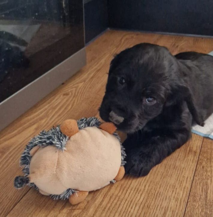 Cocker Spaniel puppies for sale in Armagh, County Armagh – 1 year old - Image 2 of 3