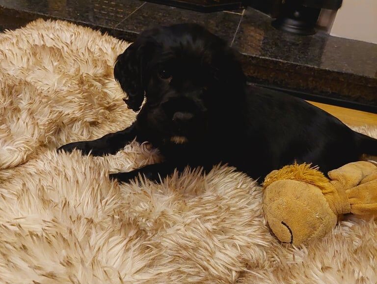 Cocker Spaniel puppies for sale in Armagh, County Armagh – 1 year old - Image 3 of 3