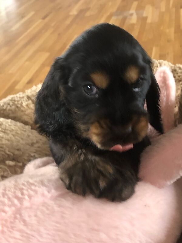Pure show kc reg show cocker puppies 5 th generation