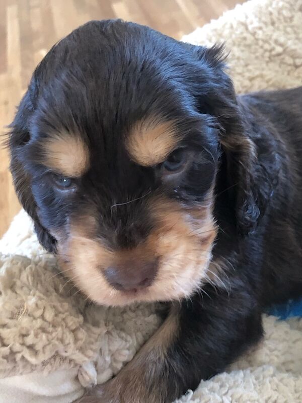 Pure show kc reg show cocker puppies 5 th generation - Image 7 of 14