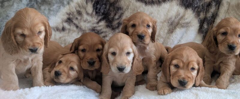 Quality Health Tested Cocker Spaniel Puppies for sale in Ammanford / Rhydaman, Dyfed