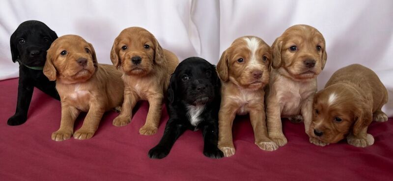 Quality Health Tested KC Cocker Spaniel Puppies for sale in King's Lynn, Norfolk