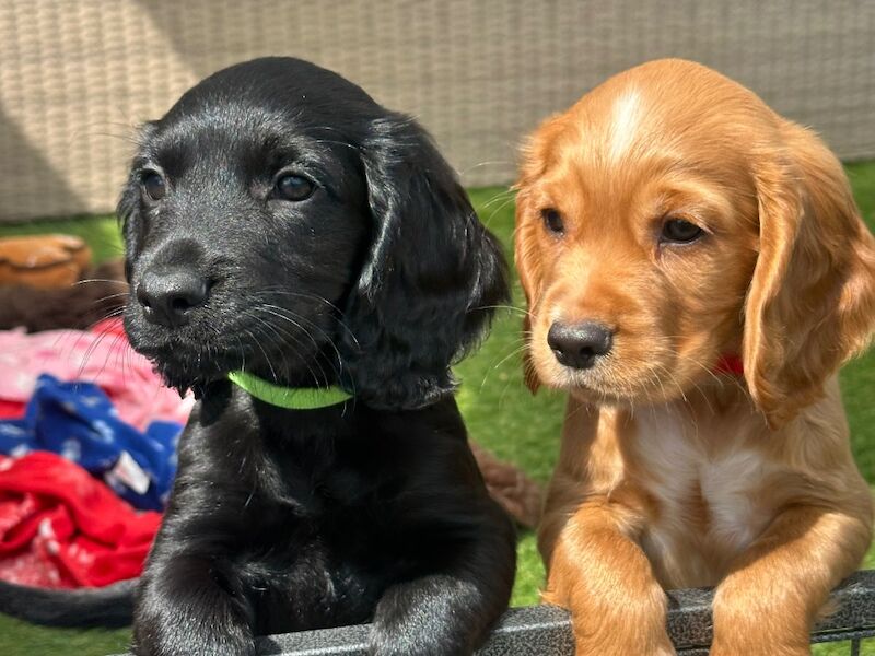 Quality Health Tested KC Cocker Spaniel Puppies for sale in King's Lynn, Norfolk