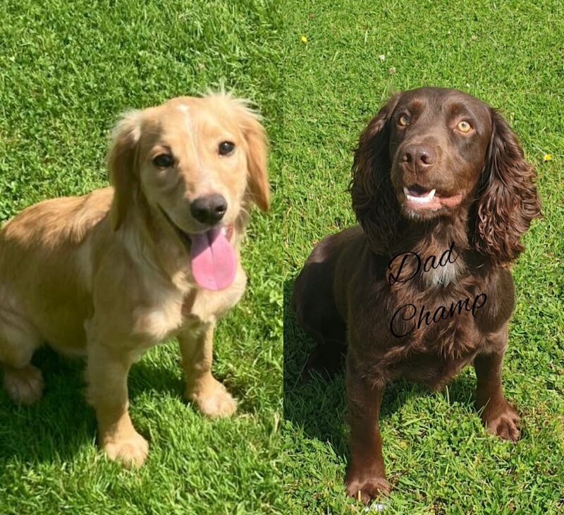 Quality Health Tested KC Cocker Spaniel Puppies for sale in King's Lynn, Norfolk | Image 3