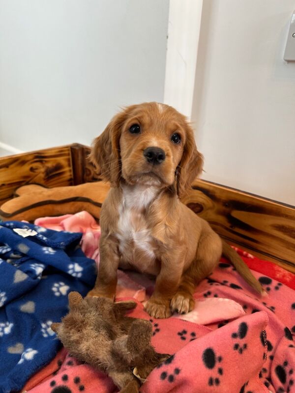 Quality Health Tested KC Cocker Spaniel Puppies for sale in King's Lynn, Norfolk | Image 4