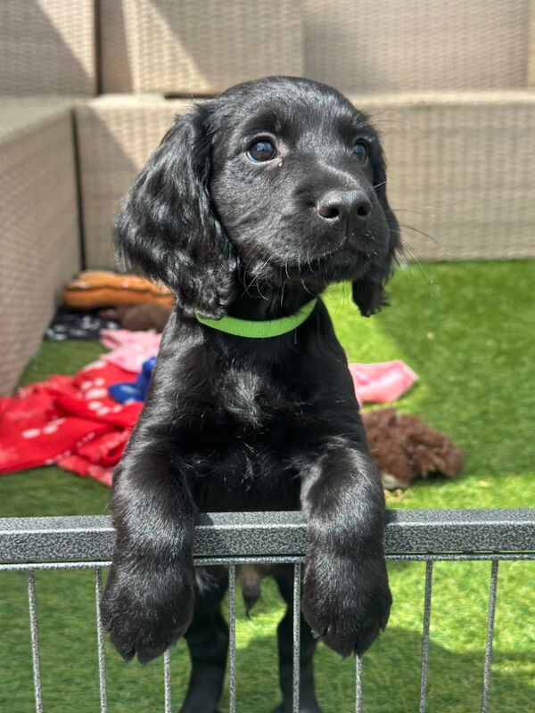 Quality Health Tested KC Cocker Spaniel Puppies for sale in King's Lynn, Norfolk | Image 4