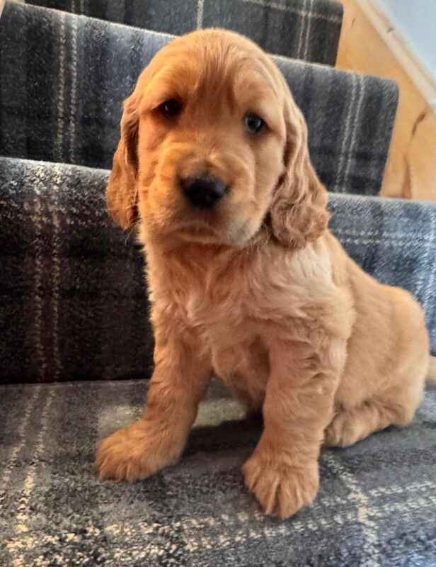 Quality Show Type Cocker Spaniel puppies last pup - Image 2 of 6