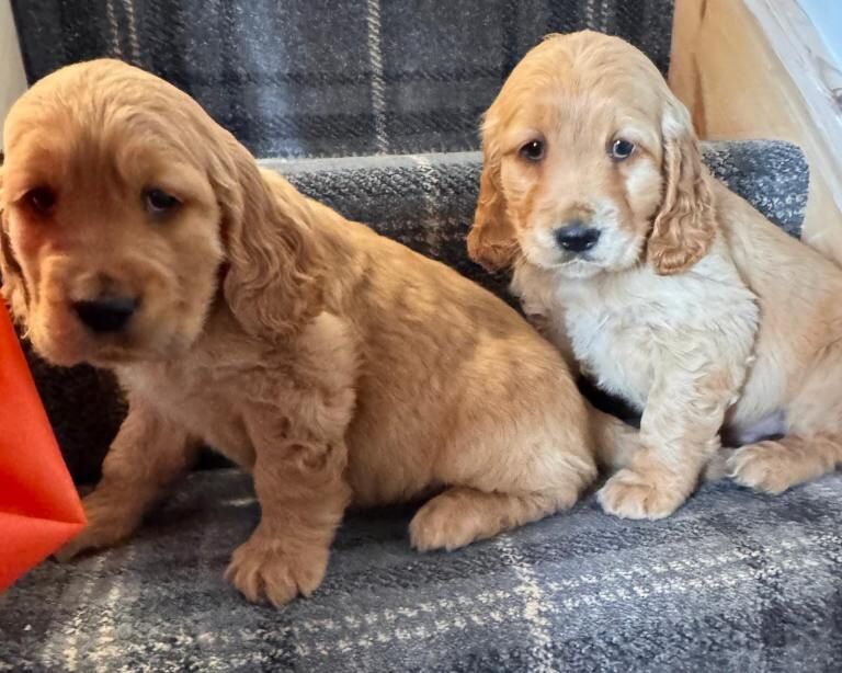 Quality Show Type Cocker Spaniel puppies last pup - Image 3 of 6