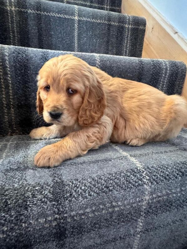 Quality Show Type Cocker Spaniel puppies last pup - Image 4 of 6