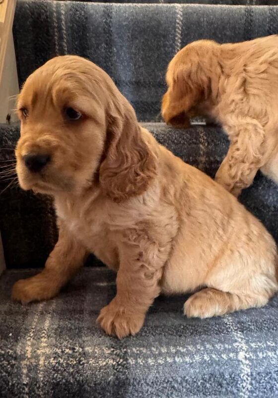 Quality Show Type Cocker Spaniel puppies last pup - Image 5 of 6