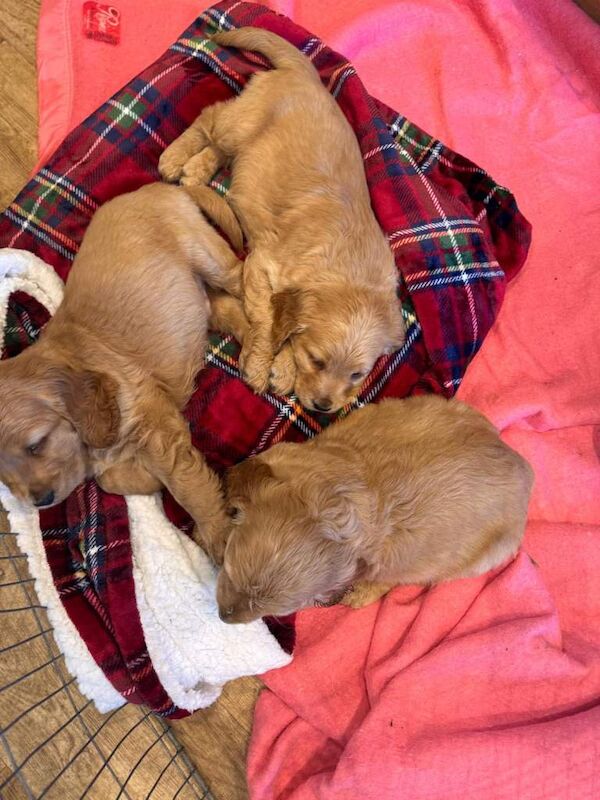 Quality Show Type Cocker Spaniel puppies last pup - Image 6 of 6