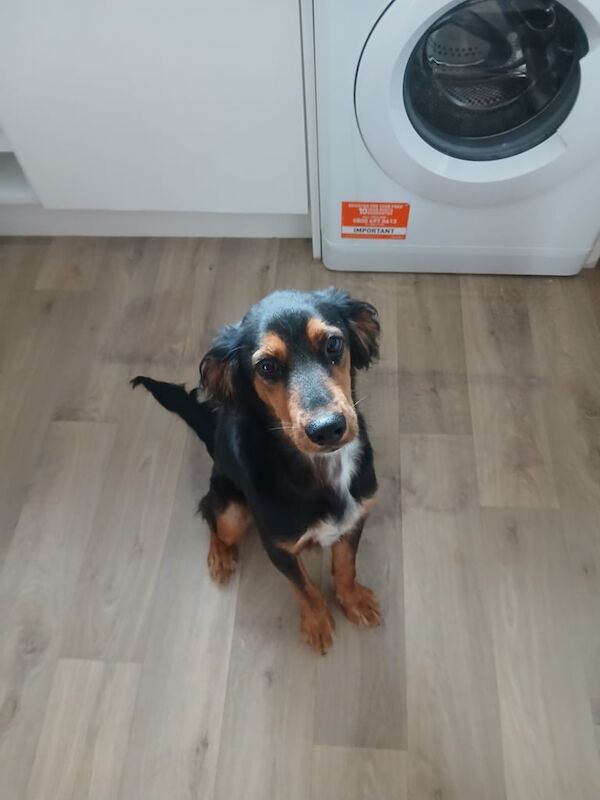 Cocker Spaniel puppies for sale in Seacroft, West Yorkshire – 6 months old