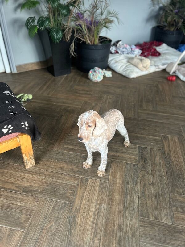 Cocker Spaniel puppies for sale in Wisbech, Cambridgeshire – KC registered, 6 years old