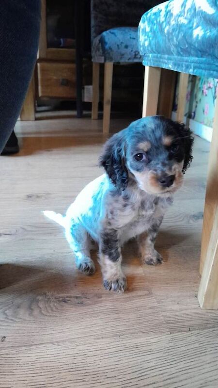 Cocker Spaniel puppies for sale in Southgate, London β 11 weeks old