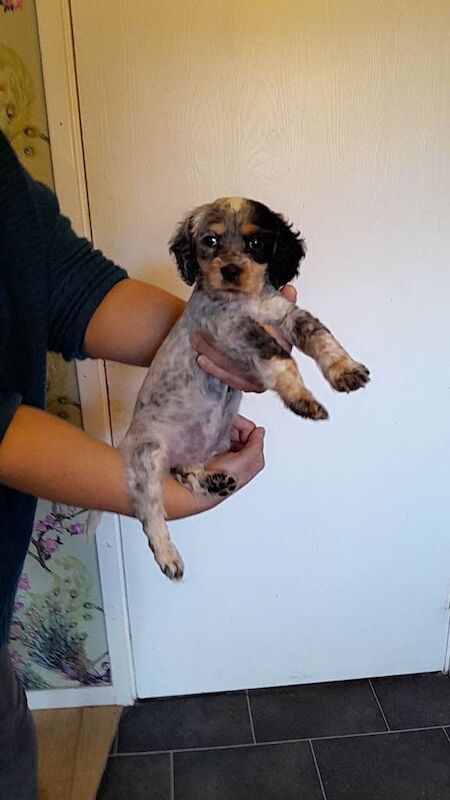 Cocker Spaniel puppies for sale in Southgate, London – 11 weeks old - Image 2 of 2