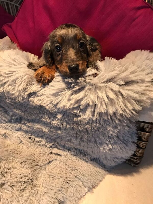 Cocker Spaniel puppies for sale in Blackburn, Lancashire – 1 year old - Image 2 of 3