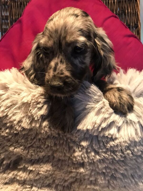 Cocker Spaniel puppies for sale in Blackburn, Lancashire – 1 year old - Image 3 of 3