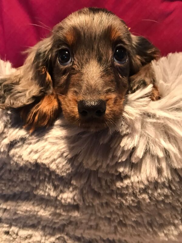Cocker Spaniel puppies for sale in Clayton, Fife – 1 year old - Image 1 of 3