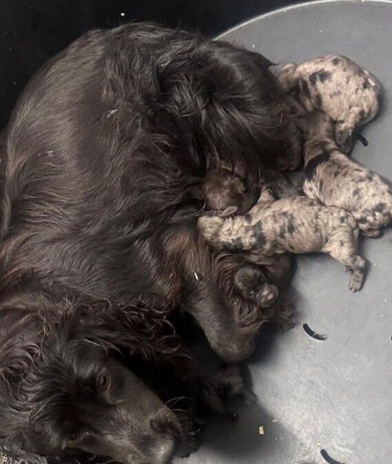 Cocker Spaniel puppies for sale in Clayton, Fife – 1 year old - Image 2 of 3