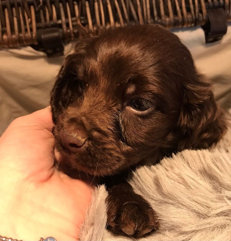 Cocker Spaniel puppies for sale in Clayton, Fife – 1 year old - Image 3 of 3