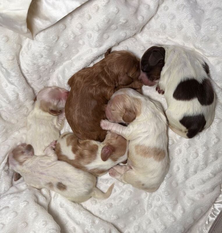 Cocker Spaniel puppies for sale in Petersfield, Hampshire – KC registered, 1 week old