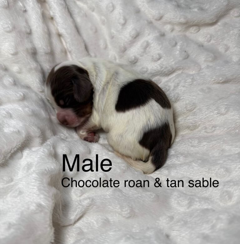 Cocker Spaniel puppies for sale in Petersfield, Hampshire – KC registered, 1 week old - Image 2 of 4