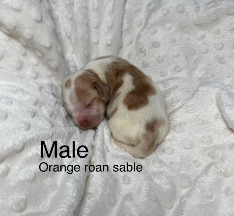 Cocker Spaniel puppies for sale in Petersfield, Hampshire – KC registered, 1 week old - Image 3 of 4