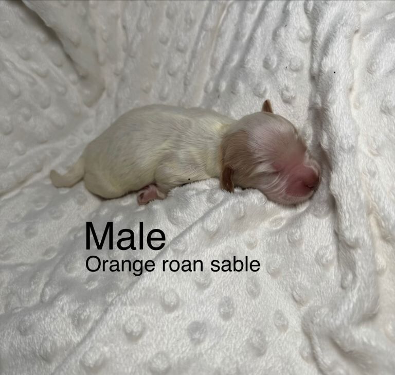 Cocker Spaniel puppies for sale in Petersfield, Hampshire – KC registered, 1 week old - Image 4 of 4