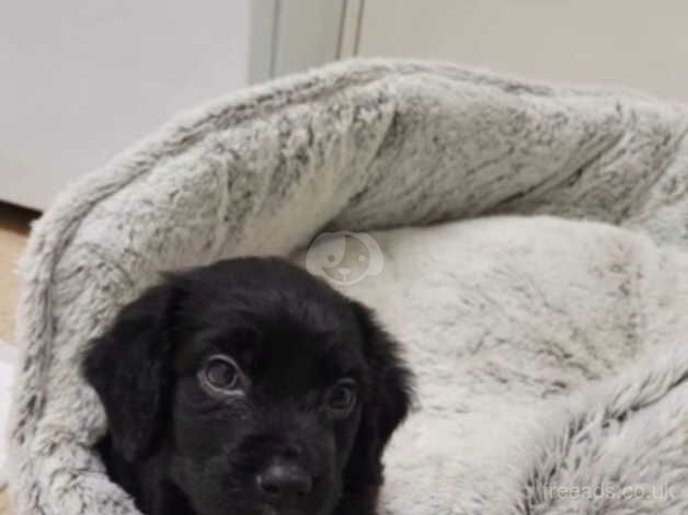 Re homing Working Cocker spaniel for sale in Hungerford, Shropshire - Image 1