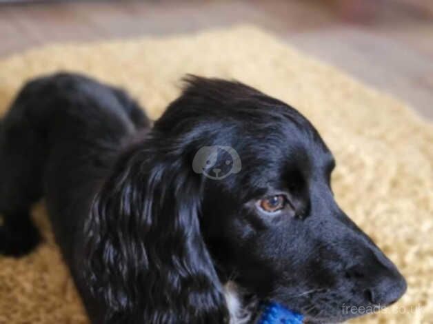 Re homing Working Cocker spaniel for sale in Hungerford, Shropshire - Image 2