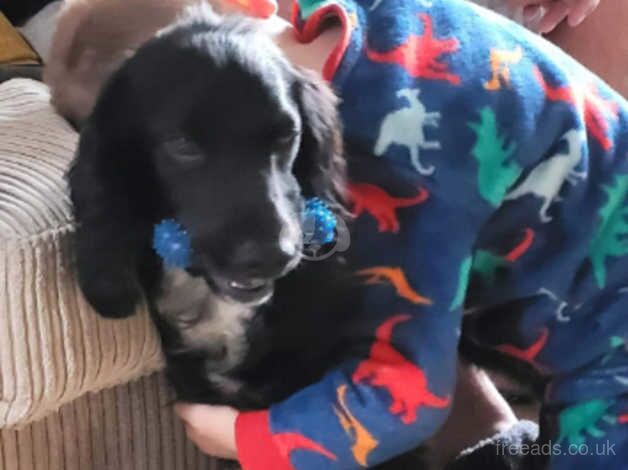 Re homing Working Cocker spaniel for sale in Hungerford, Shropshire - Image 4