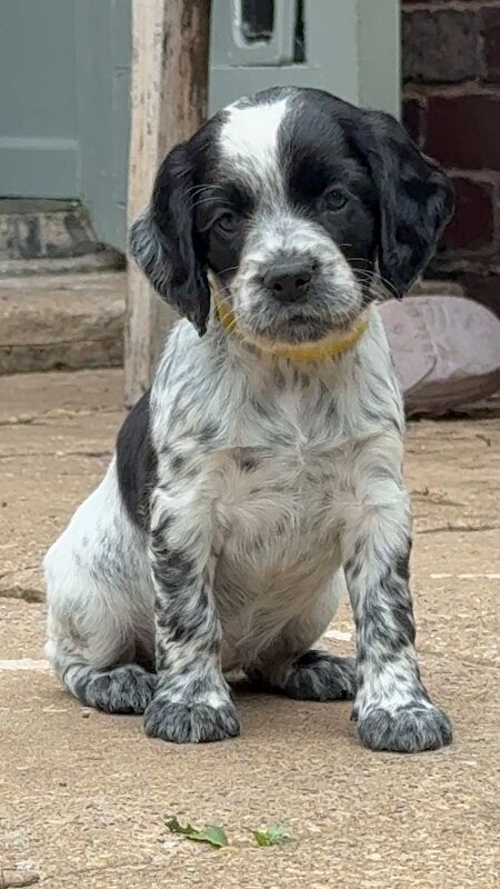 Ready in 2 weeks KC Working Cocker Spaniel Puppies