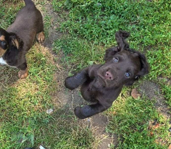 Cocker Spaniel puppies for sale in Orpington, Greater London – KC registered, 3 months old - Image 2 of 6