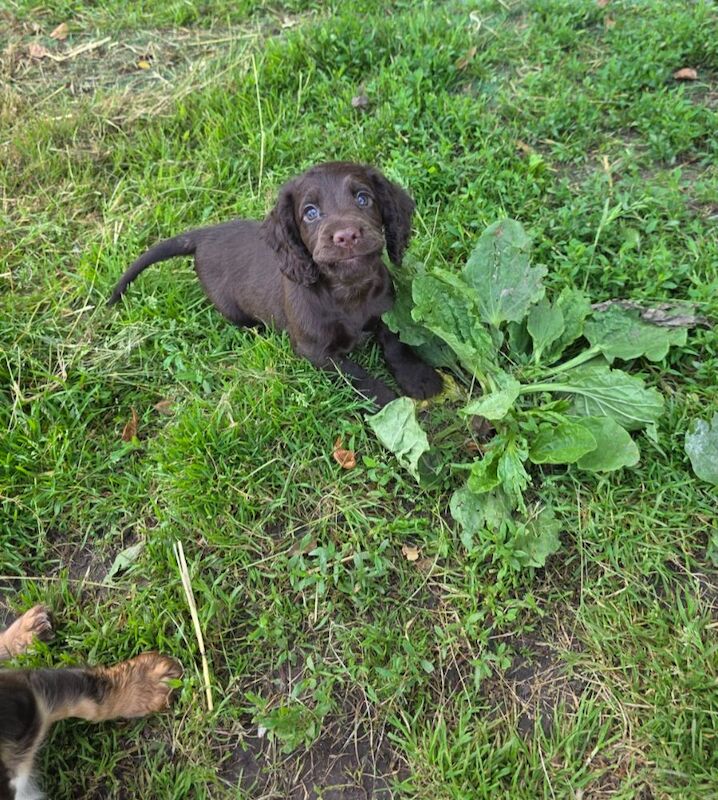 Cocker Spaniel puppies for sale in Orpington, Greater London – KC registered, 3 months old - Image 3 of 6