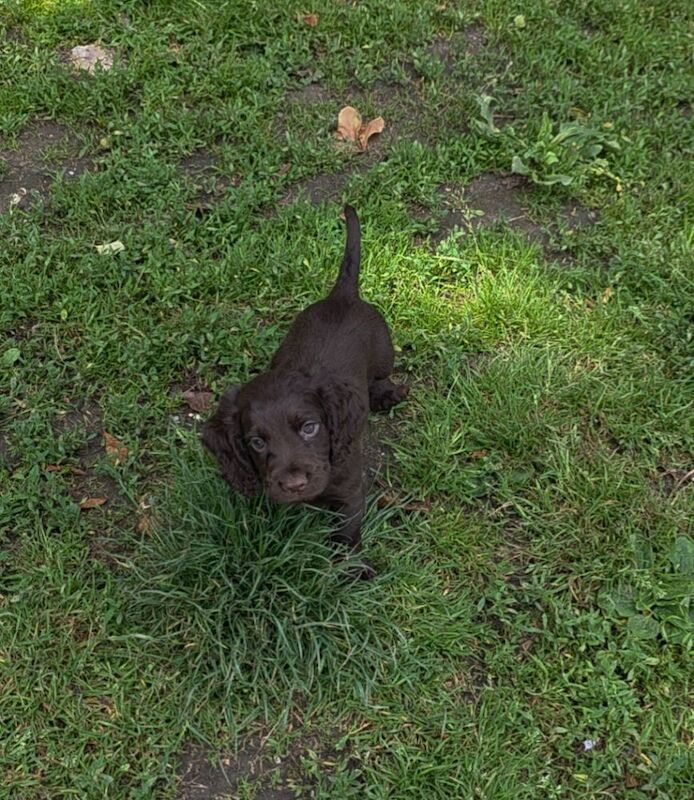 Cocker Spaniel puppies for sale in Orpington, Greater London – KC registered, 3 months old - Image 4 of 6