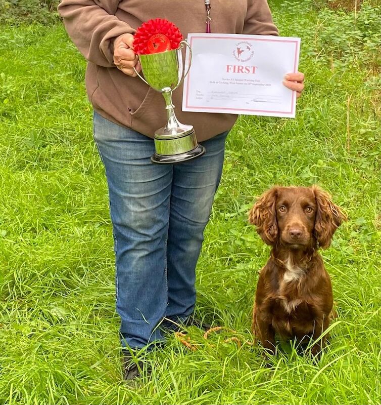 Cocker Spaniel puppies for sale in Orpington, Greater London – KC registered, 3 months old - Image 5 of 6