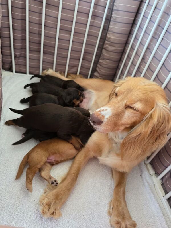 Cocker Spaniel puppies for sale in Orpington, Greater London – KC registered, 3 months old - Image 6 of 6