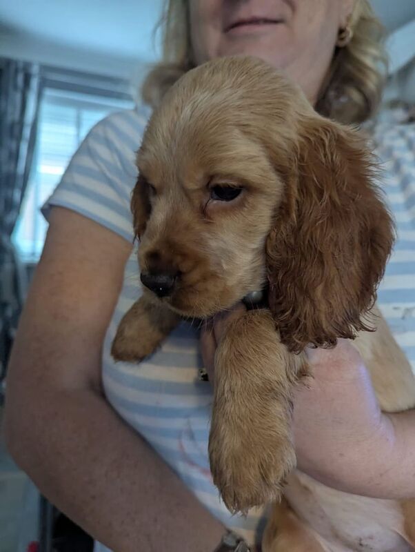Cocker Spaniel puppies for sale in Swansea / Abertawe, West Glamorgan – 8 weeks old - Image 2 of 3