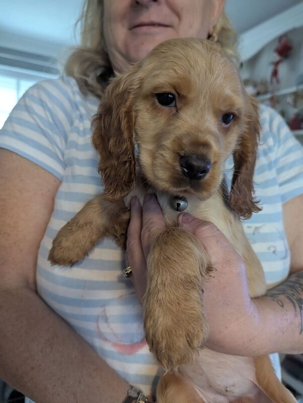 Cocker Spaniel puppies for sale in Swansea / Abertawe, West Glamorgan – 8 weeks old - Image 3 of 3