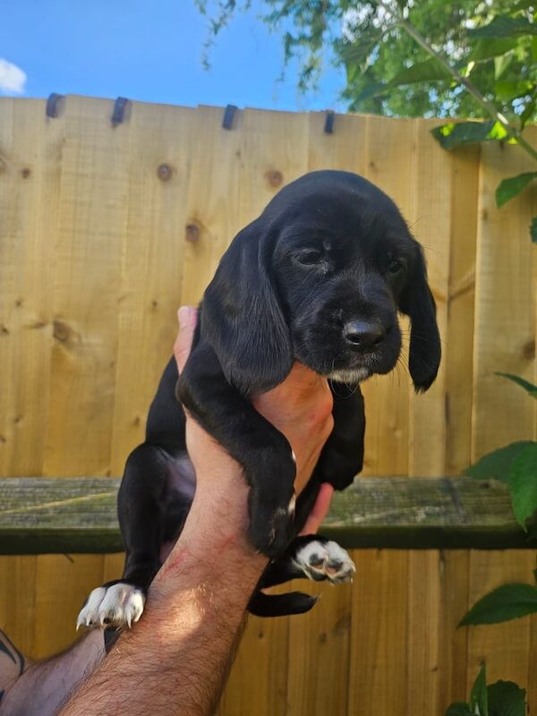 🐶READY NOW🐶 Black cockerdor pups for sale in Glen Parva, Leicestershire | Image 2