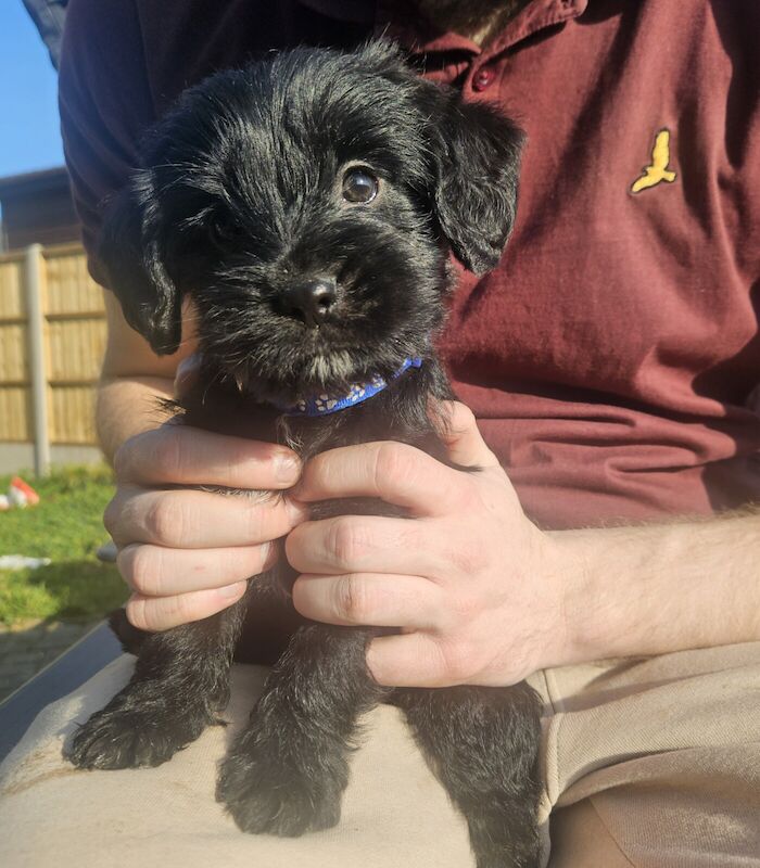 Ready now, cockerspaniel cross puppies for sale in Canterbury, Kent